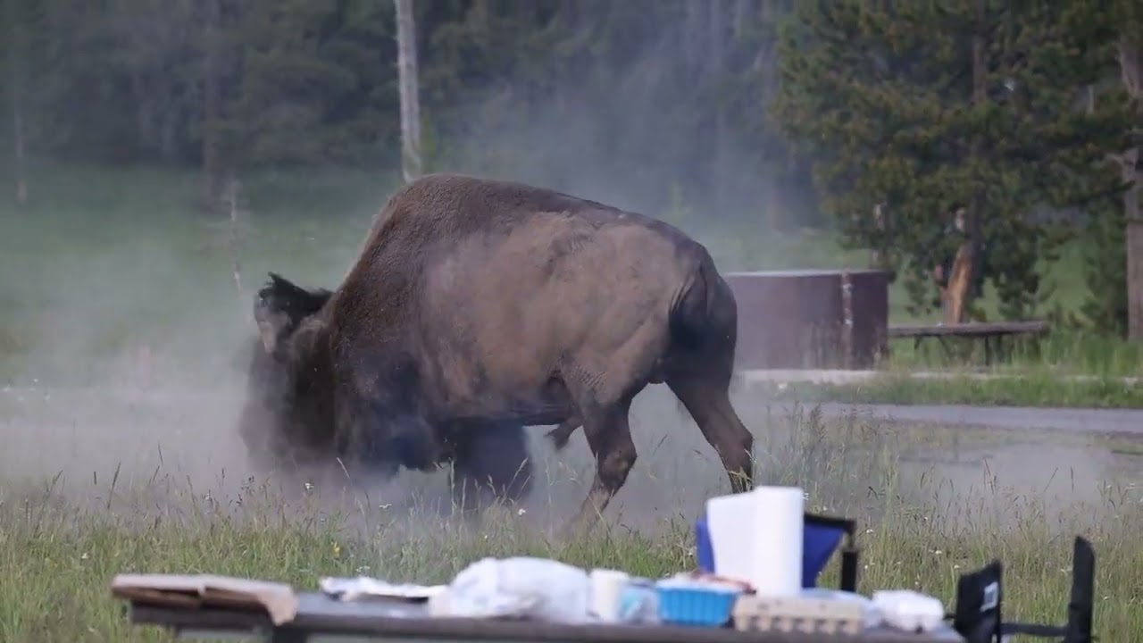 Bison Flips Grandpa In Yellowstone National Park