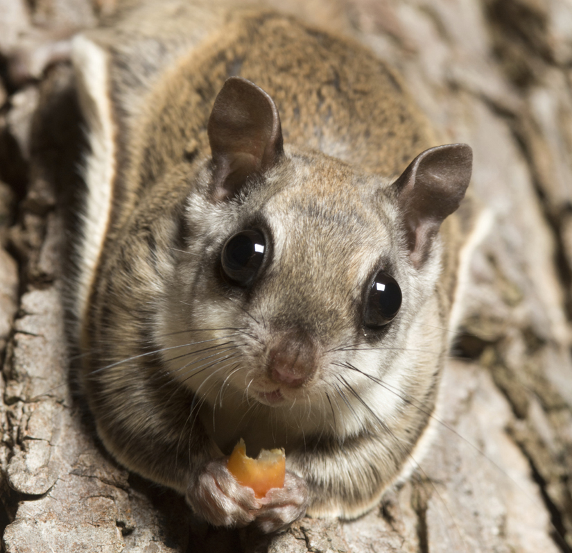 A flying squirrel munching nuts