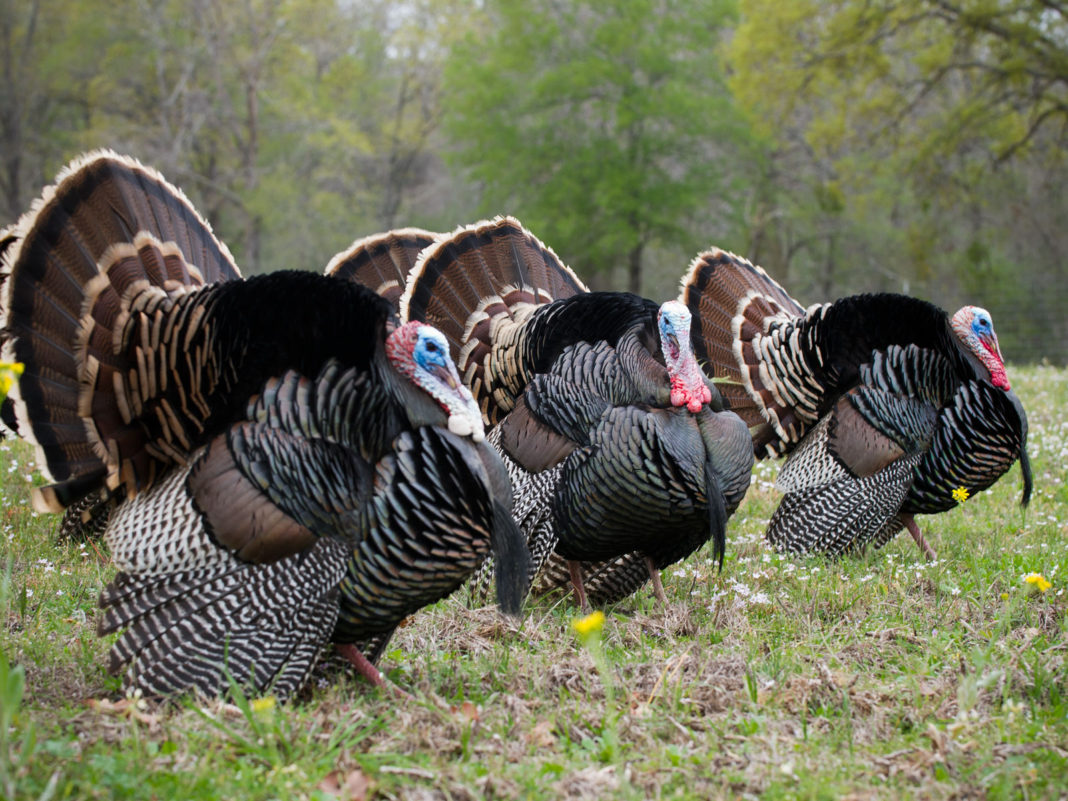 Ohio’s 2019 Wild Turkey Season coming soon Meigs Independent Press