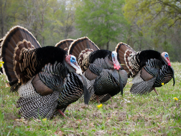 Ohio’s Wild Turkey Harvest Results Through Sunday, May 22 Meigs