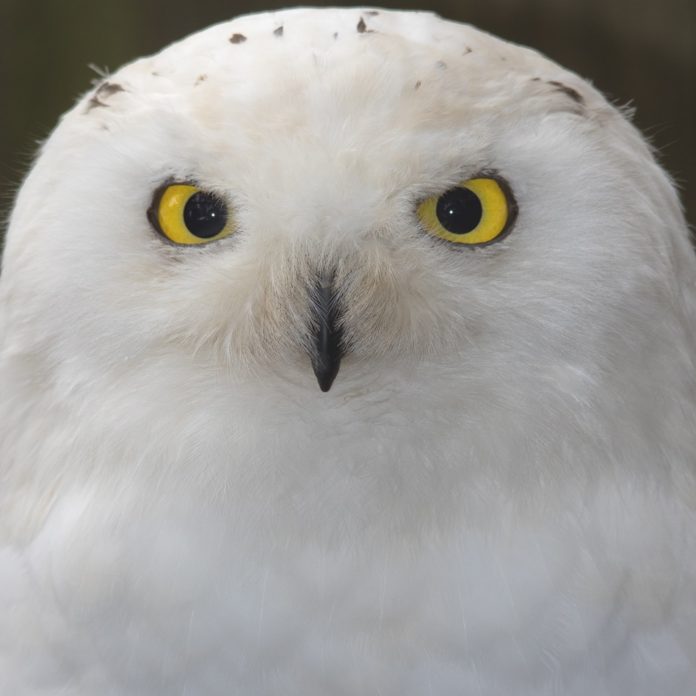 In the Open: Snowy Owls Invading Ohio | Meigs Independent Press