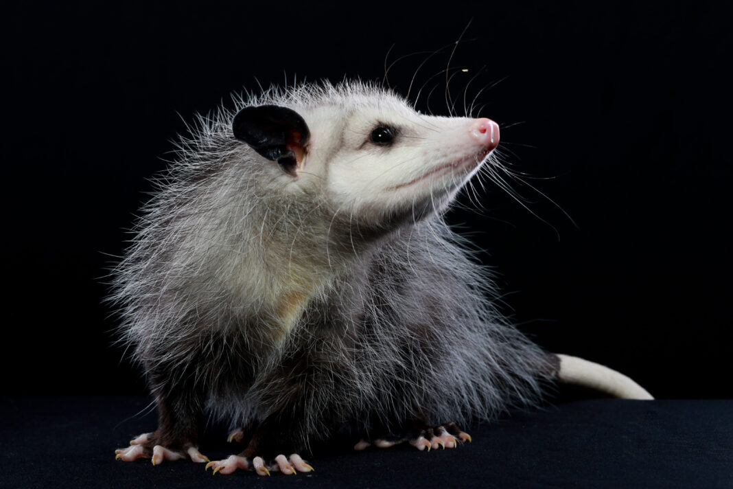 The Opossum North Americas Marsupial Meigs Independent Press