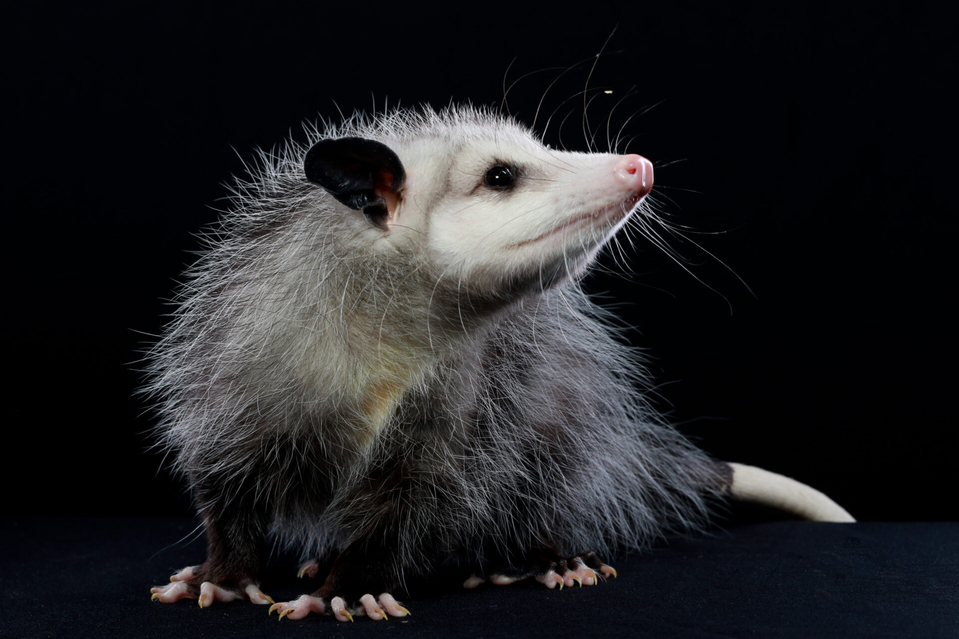 jellycat opossum