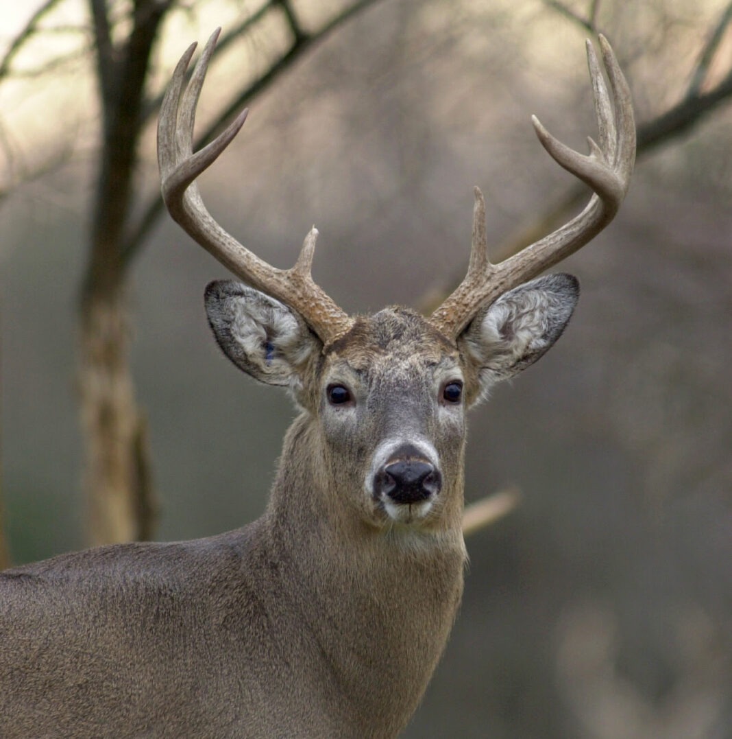 Ohio’s 20202021 Deer Hunting Season Concludes Meigs Independent Press