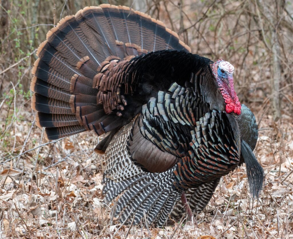 Ohio’s Wild Turkey Hunting Seasons Coming Soon Meigs Independent Press
