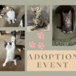 Athens County Humane Society to Hold Adoption Event