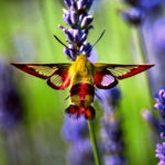 Hummingbird Clearwing Moth Featured on 2025 Ohio Wildlife Legacy Stamp