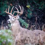 Washington County in Top 10 for Youth Hunters Two-day Firearms Season