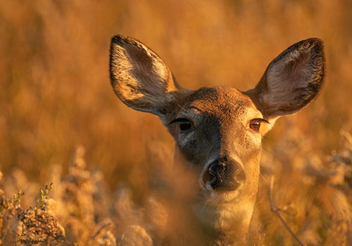 support-local-food-banks-with-donated-venison-this-hunting-season-thumb