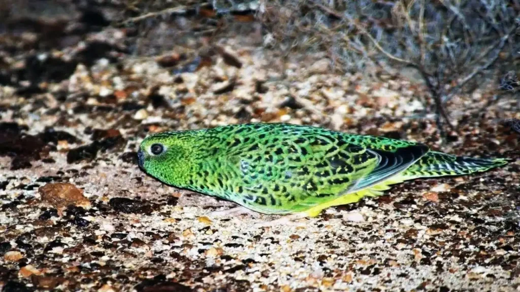 Rediscovered After 100 Years The Rare Bird Scientists Thought Was Gone Forever
