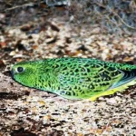 Rediscovered After 100 Years The Rare Bird Scientists Thought Was Gone Forever