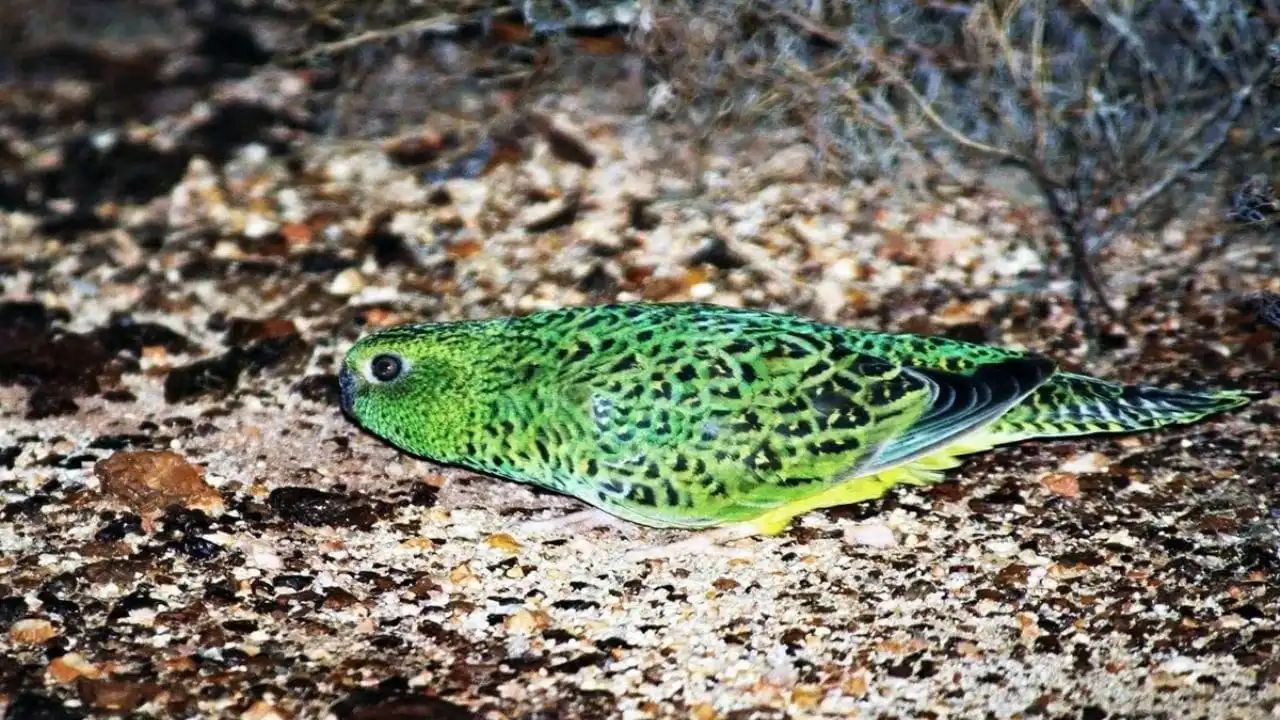 Rediscovered After 100 Years The Rare Bird Scientists Thought Was Gone Forever