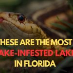 Watch your step These are the Most Snake-Infested Lakes in Florida