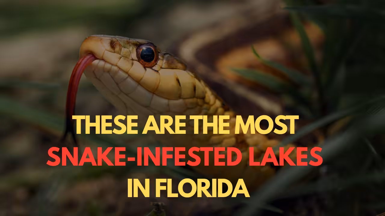 Watch your step These are the Most Snake-Infested Lakes in Florida
