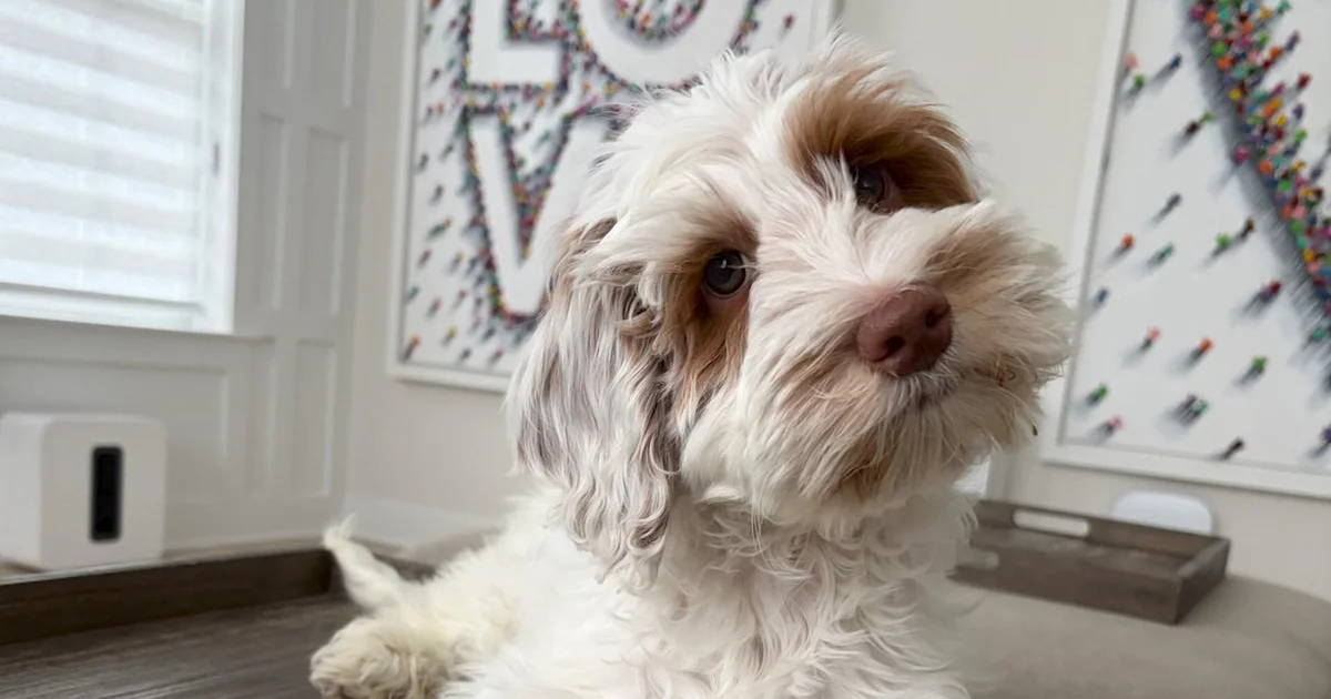 New Jersey Family Reunited With Dog After Stolen Car Ordeal