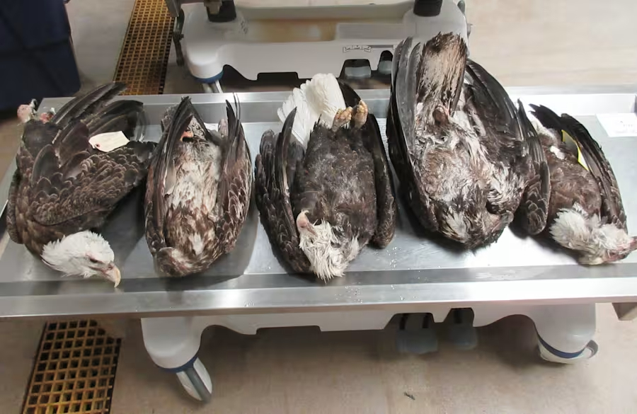 5 bald eagles found dead in two weeks as Michigan officials work to determine the cause