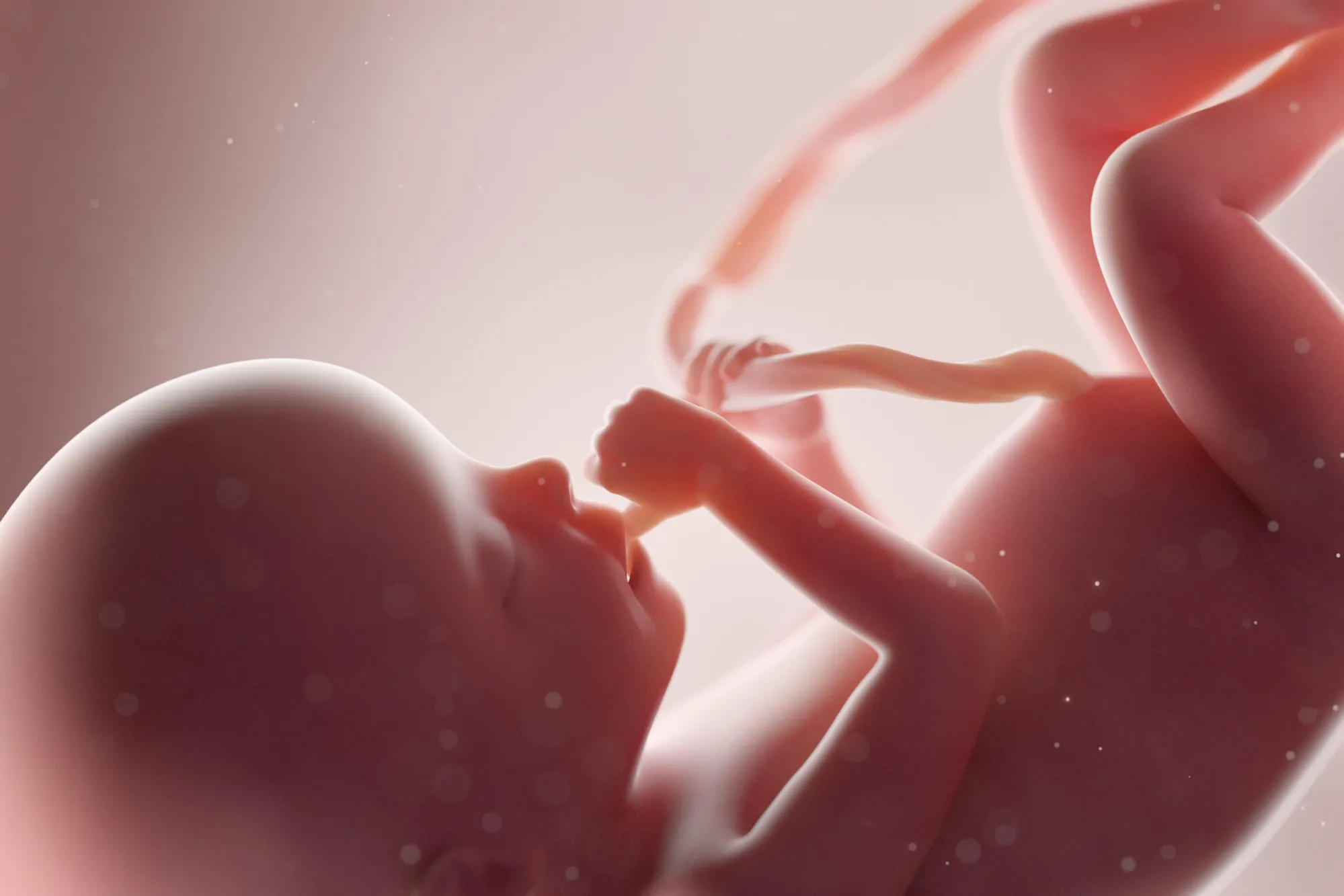 Lawmaker pushes for videos of fetal development to be shown in Louisiana schools