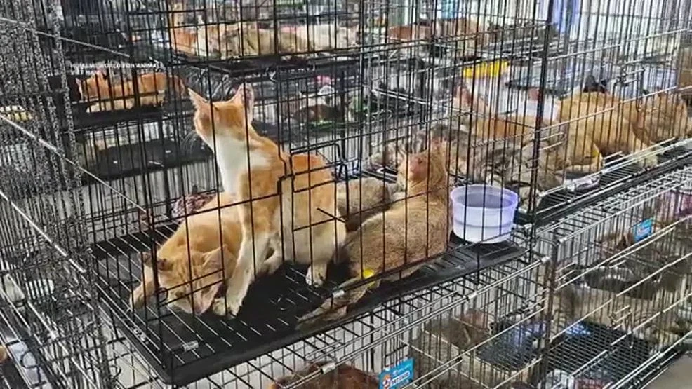 400 cats rescued by Police in cat meat ring bust