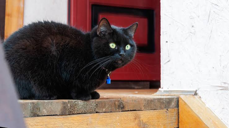 1. Delivery Driver’s Encounter With Black Cat Goes Viral—and Now There’s a New Development