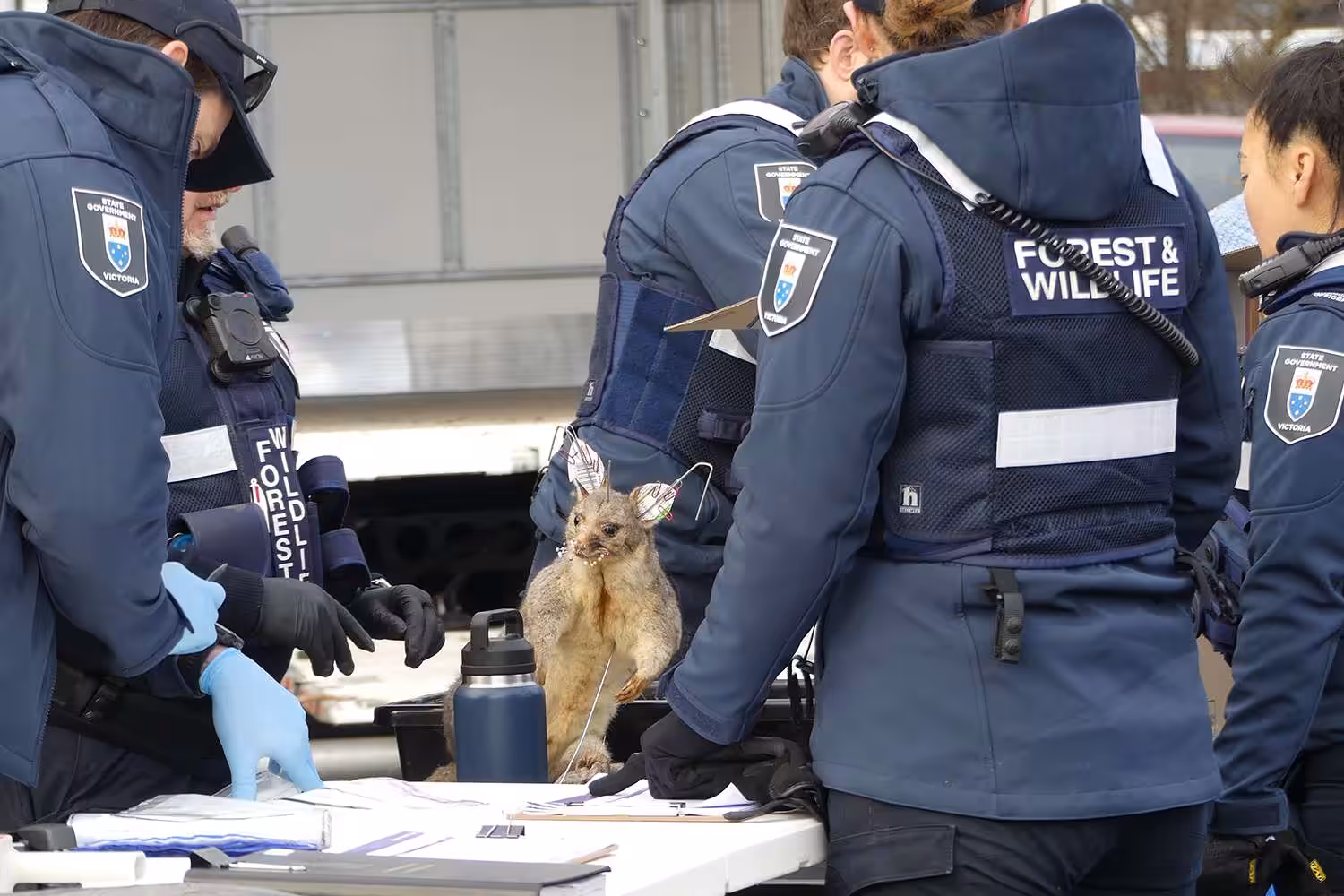 700 Frozen and Stuffed Animals, Including 78 Emus and 26 Echidnas, Found at 74-Year-Old Antiques Dealer’s Properties