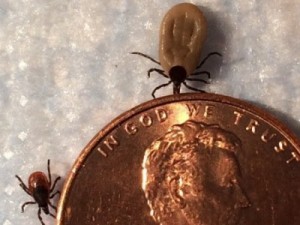 Female blacklegged deer ticks next to a penny. The ticks that transmit Lyme disease are much smaller than other ticks.