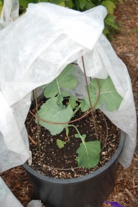 Floating row covers allow air, light and water through, but prevent insects like bean beetles and cabbage worms from reaching and damaging the plants.
