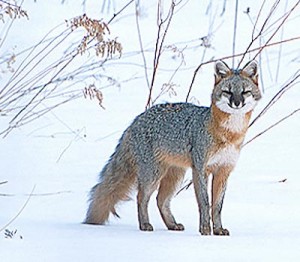 mammals_gray_fox
