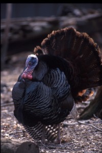 The wild turkey has made a successful comeback in Ohio. Photo from Ohio Department of Natural Resources.