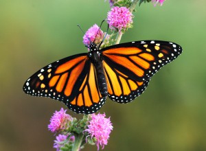 The monarch butterflies that hatch here in the summer migrate to Mexico for the winter and are responsible for starting the life cycle all over again in the spring. Ohio Department of Natural Resources file photo.