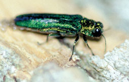 Emerald Ash Borer. Photo from ODNR.