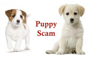 Puppy scam